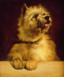 Cairn Terrier